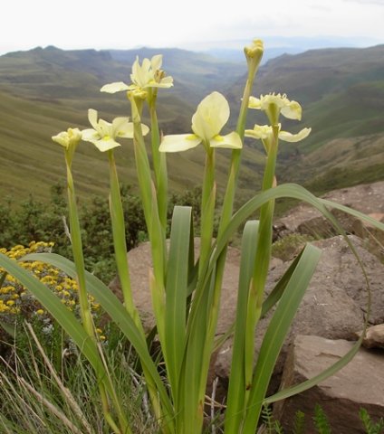Moraea alticola leaves